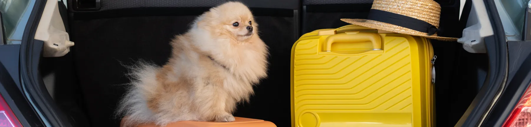 Reisen mit Haustieren